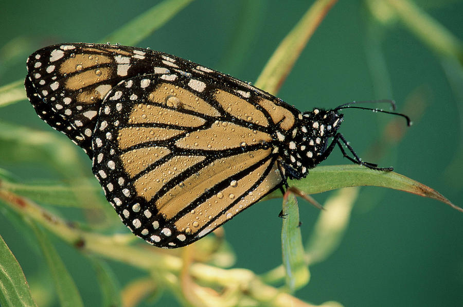 Monarch Butterfly Danaus Plexippus Photograph by Michael Lustbader