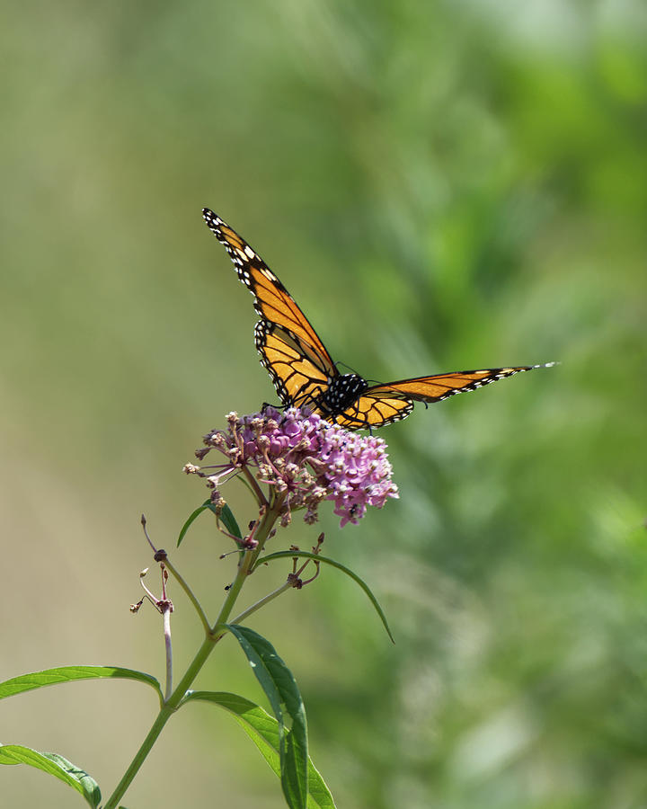 Monarch Butterfly Photograph by Deborah Ritch