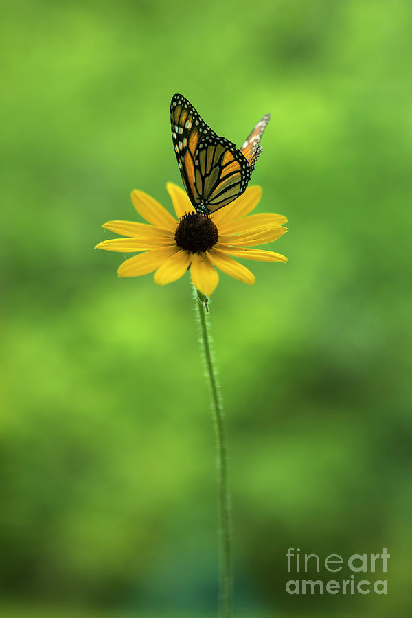 Monarch Butterfly Photograph by Diane Diederich