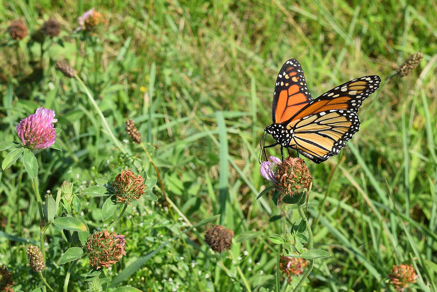 Monarch Butterfly Doing His Job Photograph by Deborah A Andreas