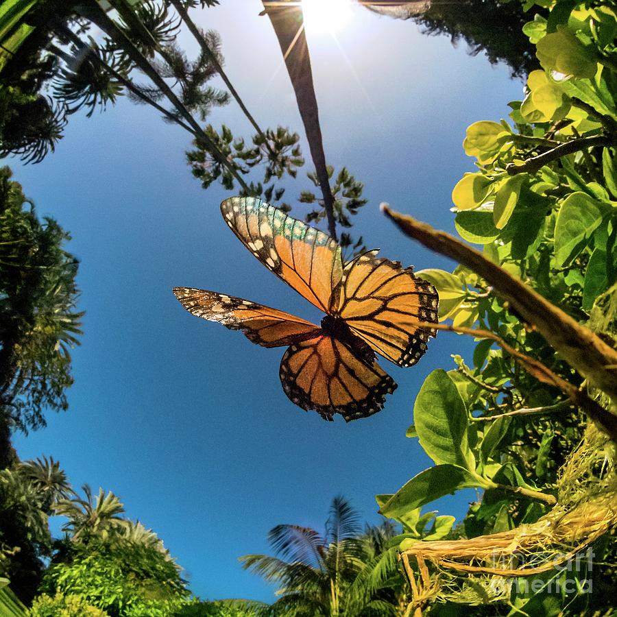 Monarch Butterfly Photograph by Dr. John Brackenbury/science Photo Library