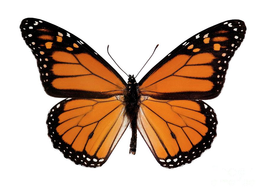 Monarch Butterfly Photograph by Dr Keith Wheeler/science Photo Library ...