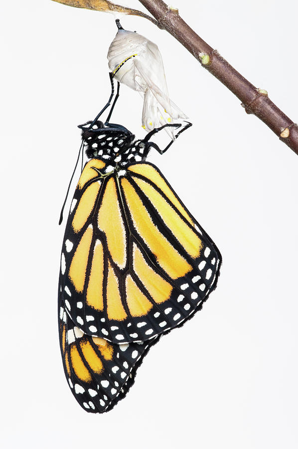 Monarch Butterfly Ecloses From Chrysalis Photograph by Jim Mckinley