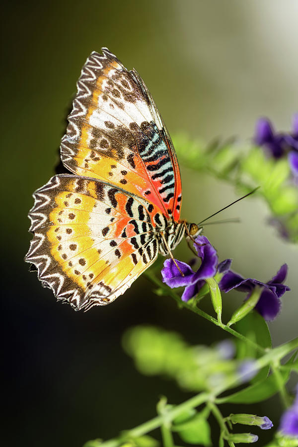 Monarch butterfly Photograph by Elena Seychelles - Fine Art America