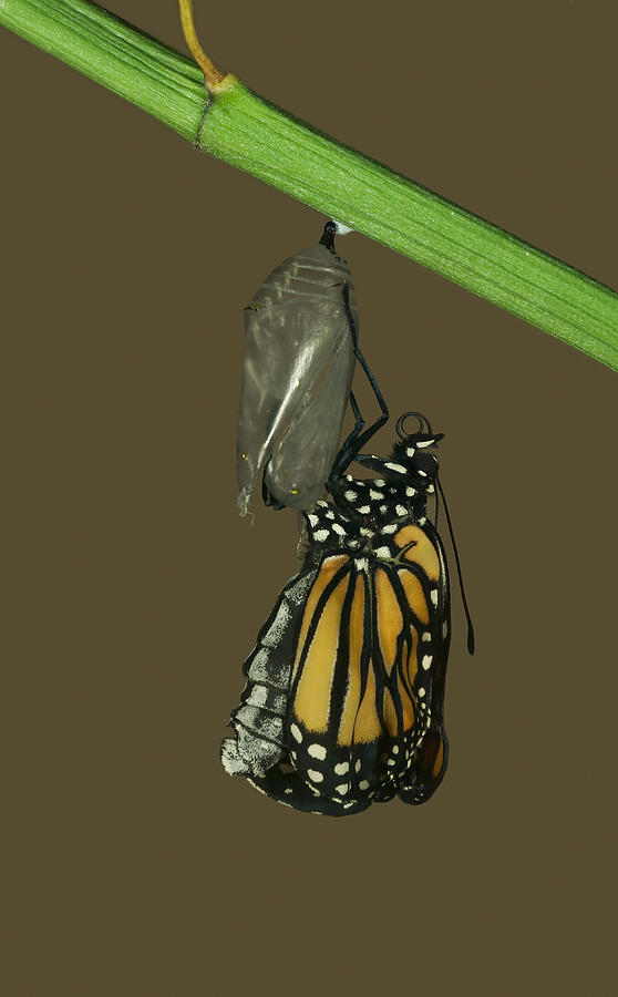 Monarch Butterfly Emerging Photograph by James Zipp