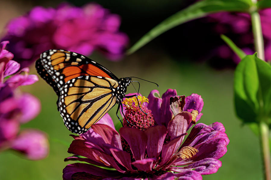 Monarch Butterfly Feeding Photograph by Robert Ullmann