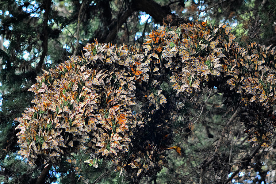 Monarch Butterfly Grove Photograph by Kyle Hanson