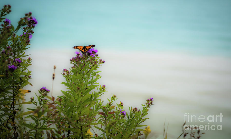 Butterfly Photograph - Monarch Butterfly II by Deborah Klubertanz