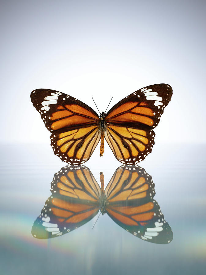 Monarch Butterfly In A Still Pool Of Photograph by Chris Stein