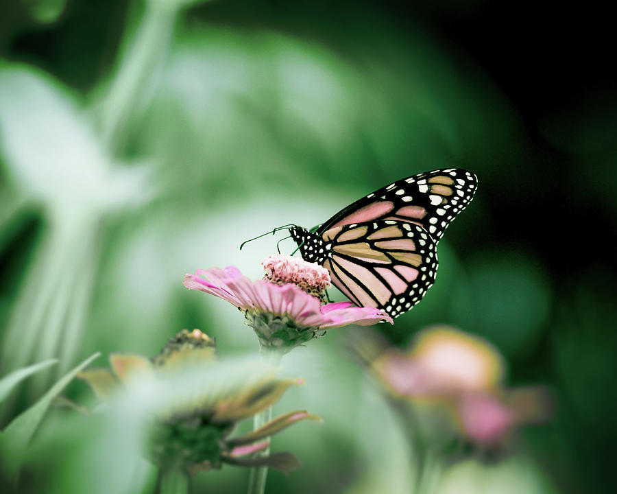 Monarch Butterfly In Colorful Flower Photograph by Jp Benante