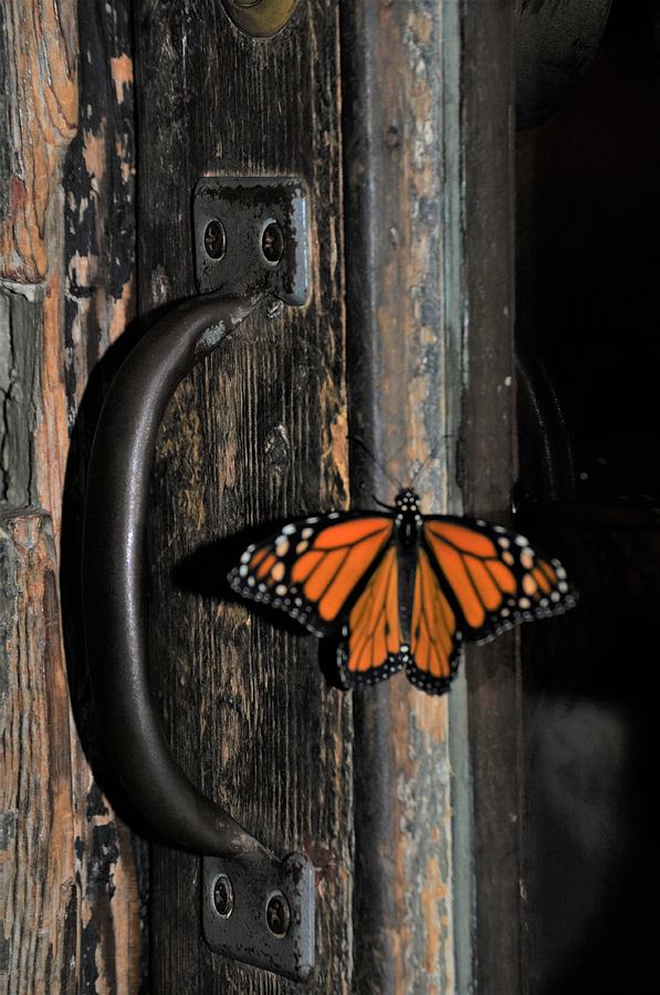 Monarch Butterfly In New Orleans At Coffee Shop Photograph by Michael Hoard
