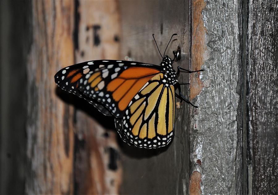 Monarch  Butterfly In New Orleans  Photograph by Michael Hoard