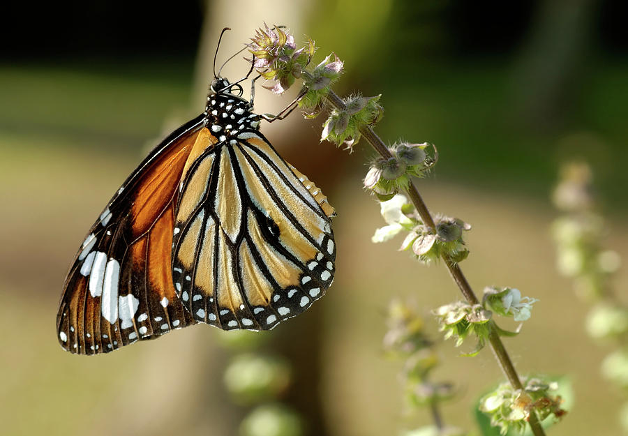 Monarch Butterfly by Jeridu