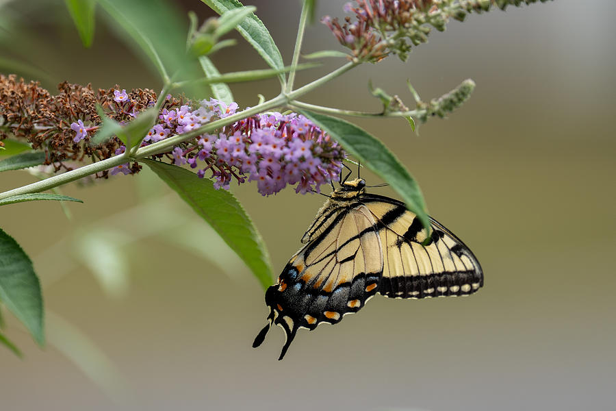 Butterfly Photograph - Monarch Butterfly by Jie Xu