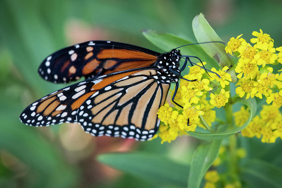 Monarch Butterfly Photograph by John Duval - Fine Art America