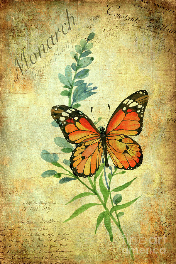 Butterfly Painting - Monarch Butterfly by John Edwards