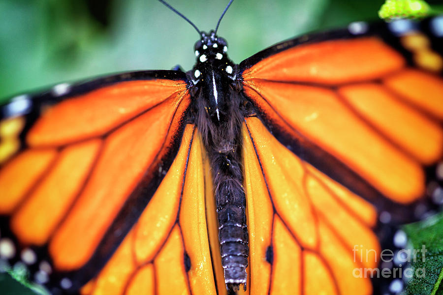Monarch Butterfly Photograph by John Rizzuto