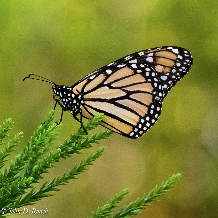 Monarch Butterfly Photograph by John Roach