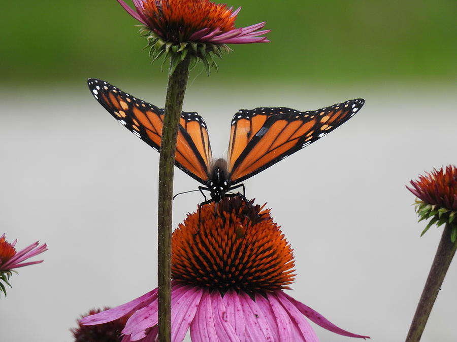 Monarch Butterfly Photograph by Laura Weyer - Fine Art America