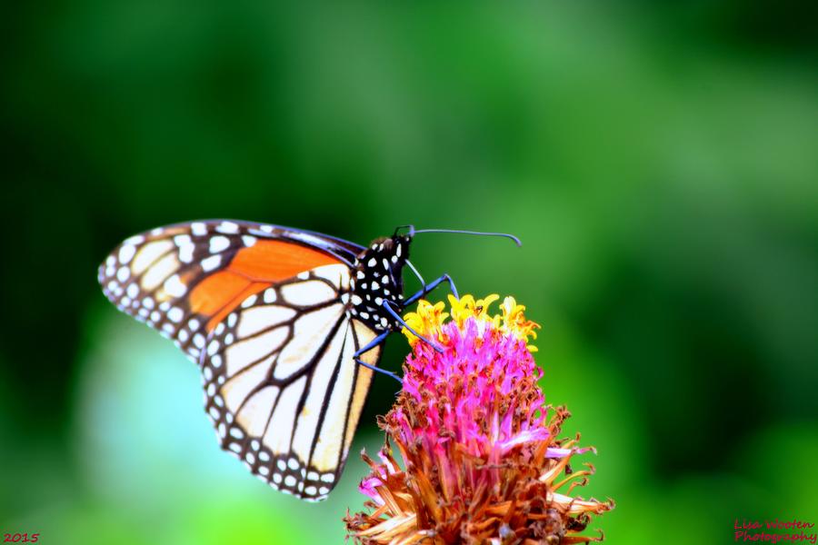 Monarch Butterfly Photograph by Lisa Wooten