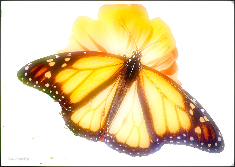 Monarch Butterfly, Male, Zinnia Flower Photograph by A Macarthur Gurmankin