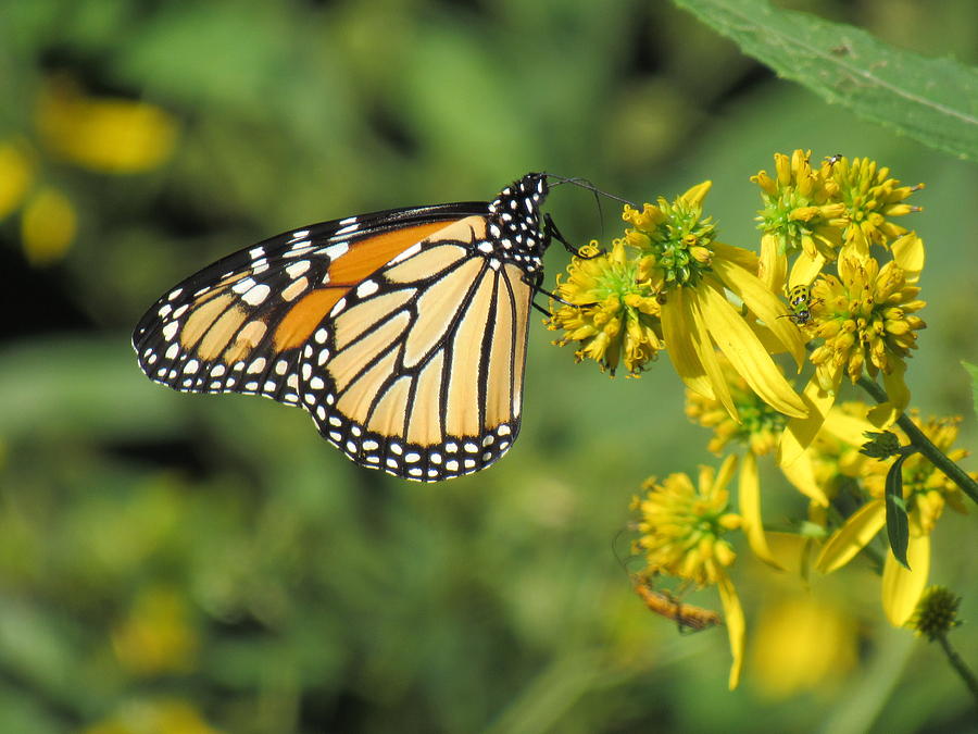 Monarch Butterfly Photograph by Mandy Byrd | Fine Art America