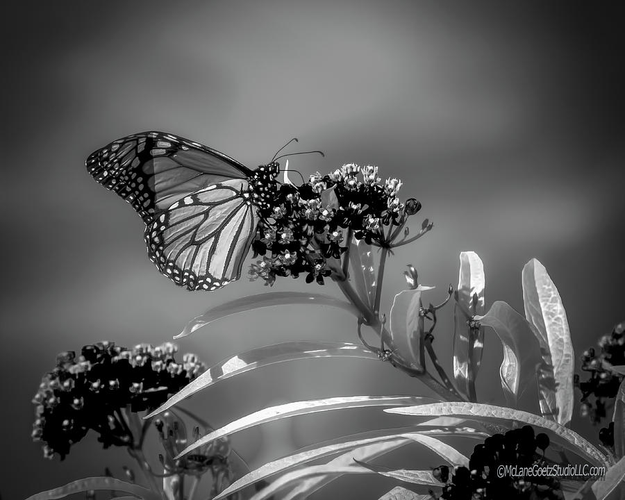 Monarch Butterfly Monochrome Photograph by LeeAnn McLaneGoetz McLaneGoetzStudioLLCcom