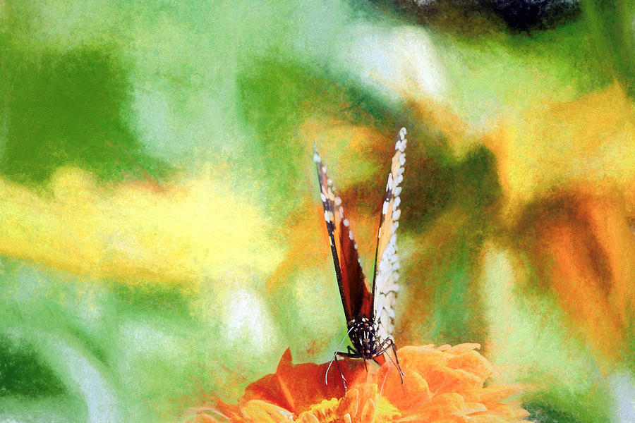 Monarch Butterfly Muted Colors Photograph by Don Northup
