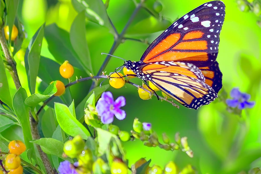 Monarch Butterfly Photograph by Nadia Sanowar
