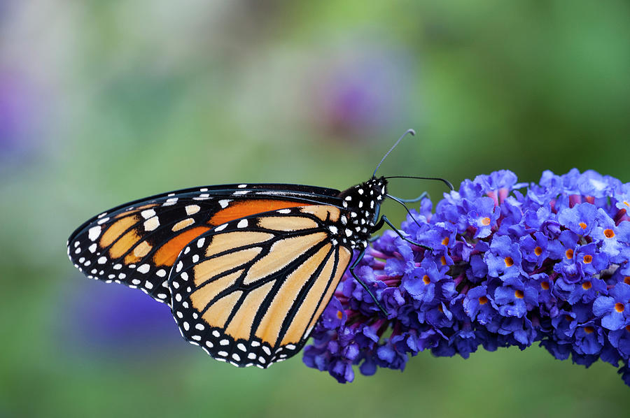 Monarch Butterfly Necturing On Photograph by Ed Reschke