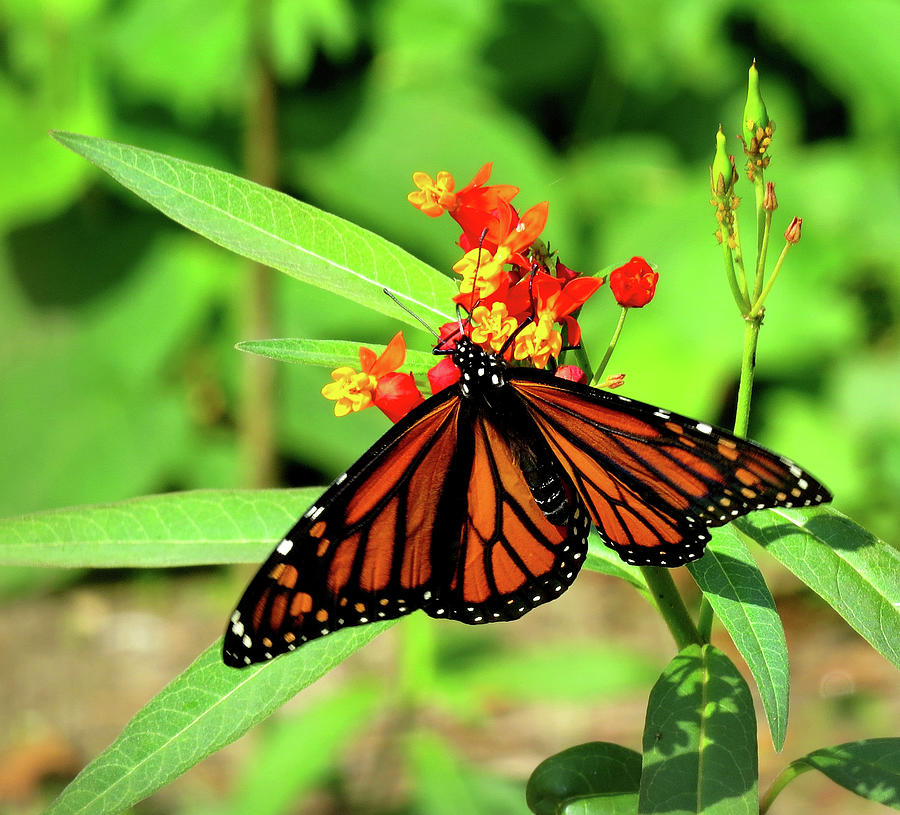 Monarch Butterfly Number Three Photograph by Linda Stern