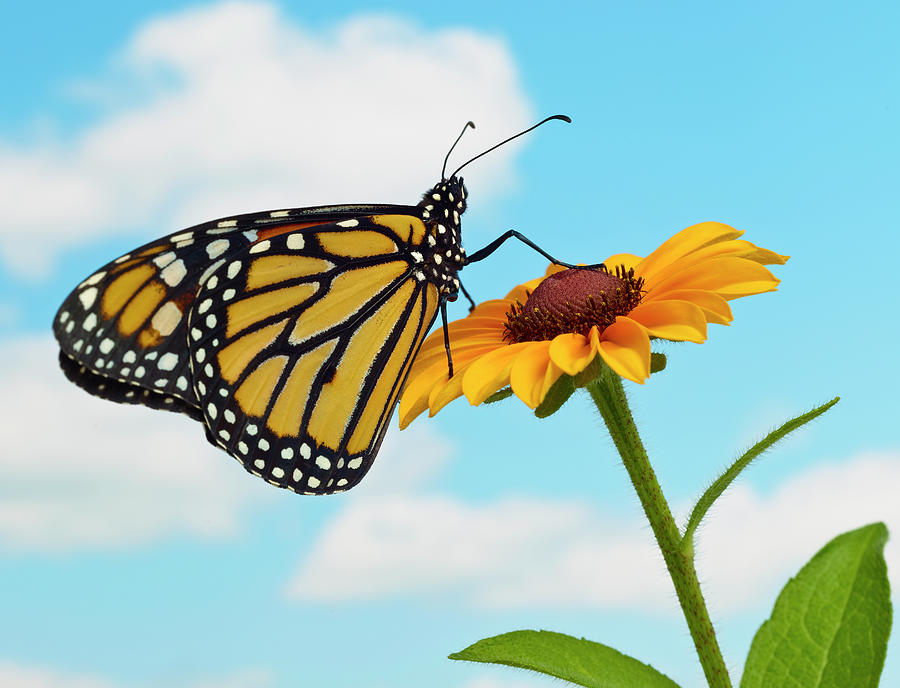 Monarch Butterfly On A Black Eyed Susan Photograph by Don Farrall