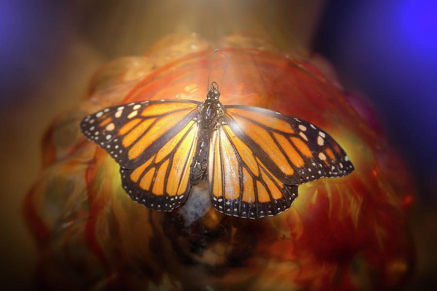 Monarch Butterfly on a Garden Globe Photograph by Mark Andrew Thomas