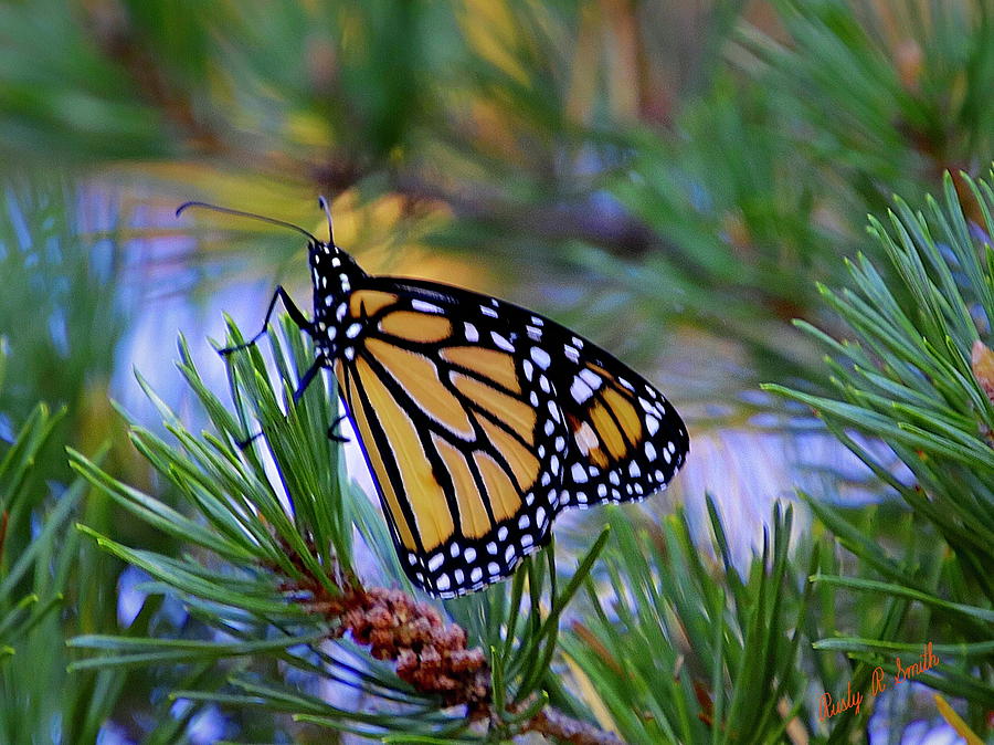 Monarch butterfly on a pine bough. by Rusty R Smith Monarch butterfly on a pine bough. by Rusty R Smith