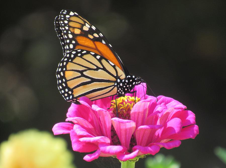 Monarch Butterfly On A Pink Zinnia 1 Photograph by Lynne Miller - Fine ...