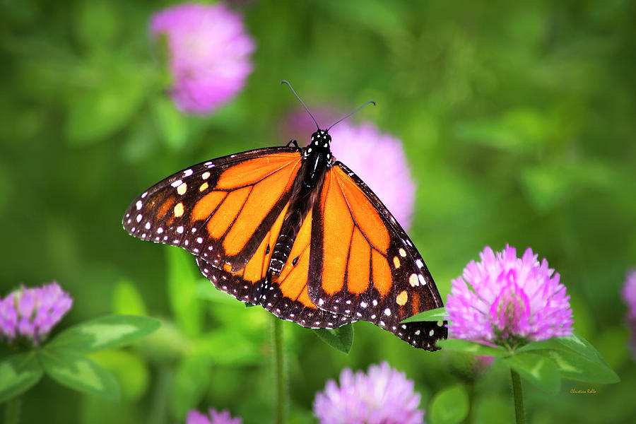 Monarch Butterfly On Pink Clover Flowers Photograph by Christina Rollo