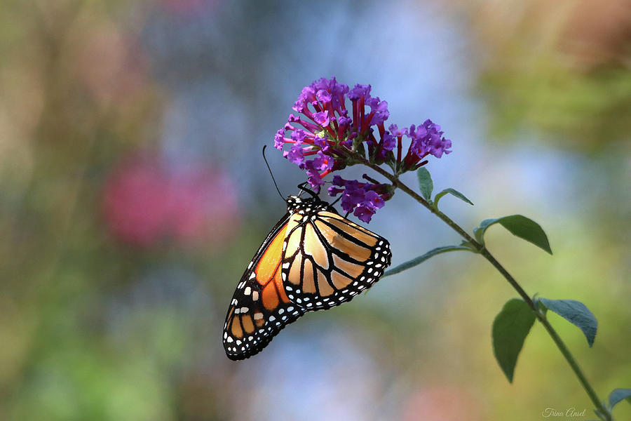 Monarch Butterfly on Purple Butterfly Bush Photograph by Trina Ansel