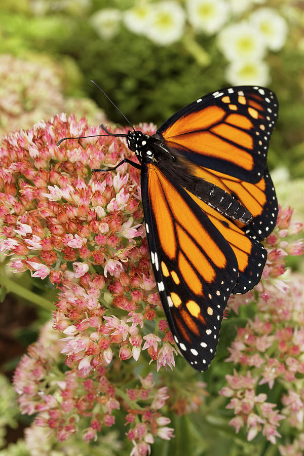 Monarch Butterfly On Butterfly Weed Photograph by Adam Jones - Fine Art ...