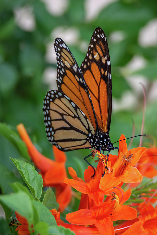 Monarch Butterfly on Cape Honeysuckle Photograph by Debra Martz