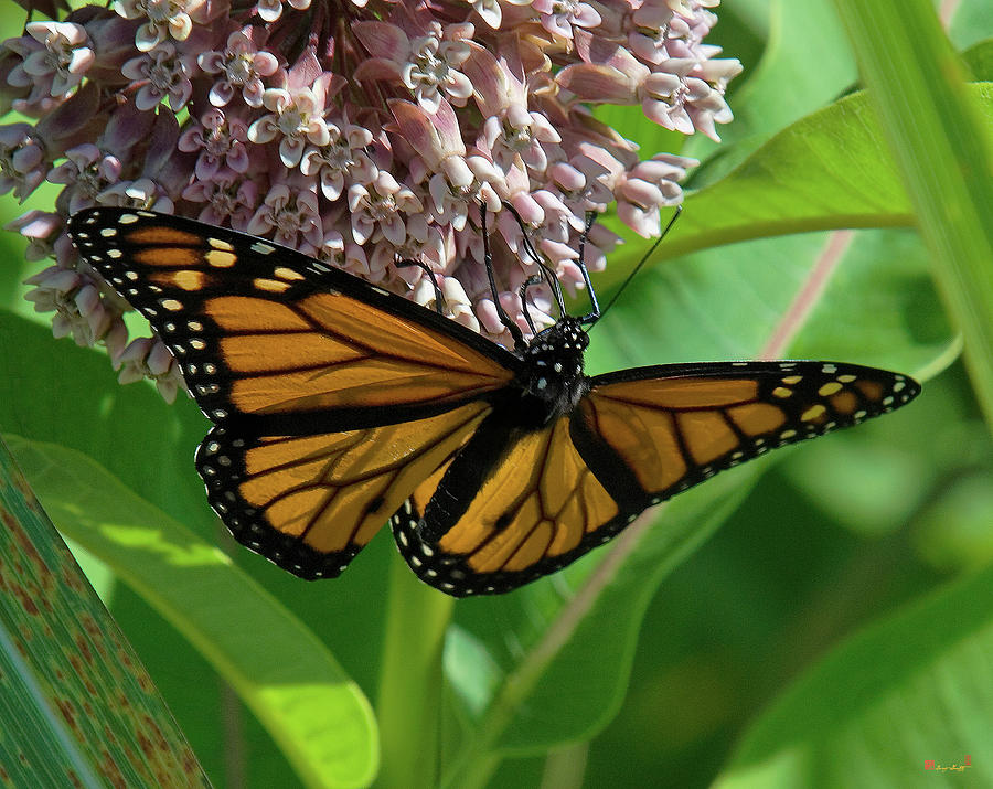 Monarch Butterfly on Common Milkweed DIN0060 Photograph by Gerry Gantt