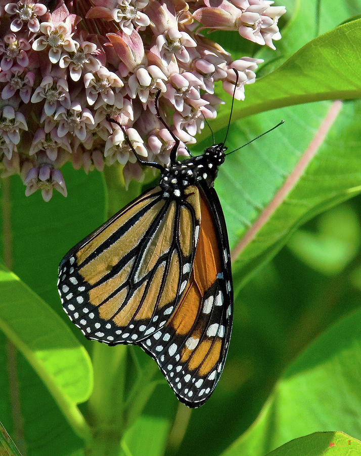 Monarch Butterfly on Common Milkweed DIN0061 Photograph by Gerry Gantt