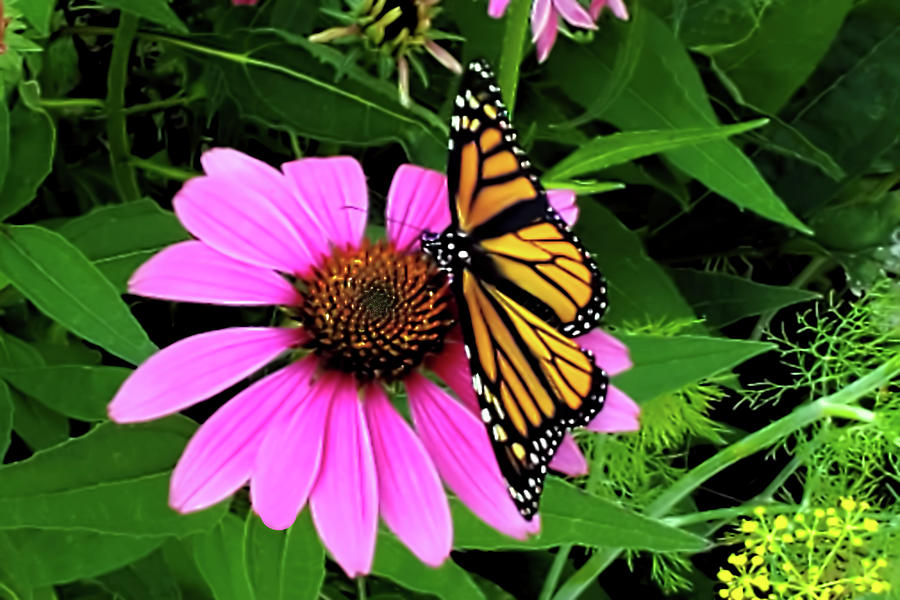 Monarch Butterfly on Cone Flower Photograph by Pat Cook