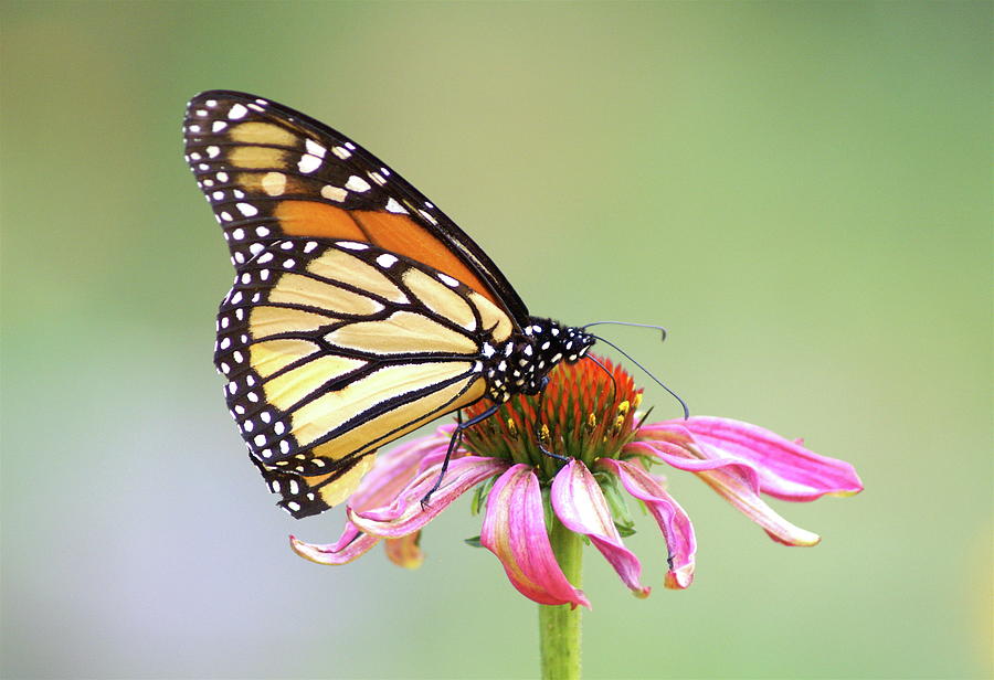 Monarch Butterfly On Flower Photograph by Gregory Adams
