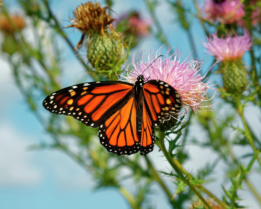 Monarch Butterfly on Flower Photograph by Sally Weigand