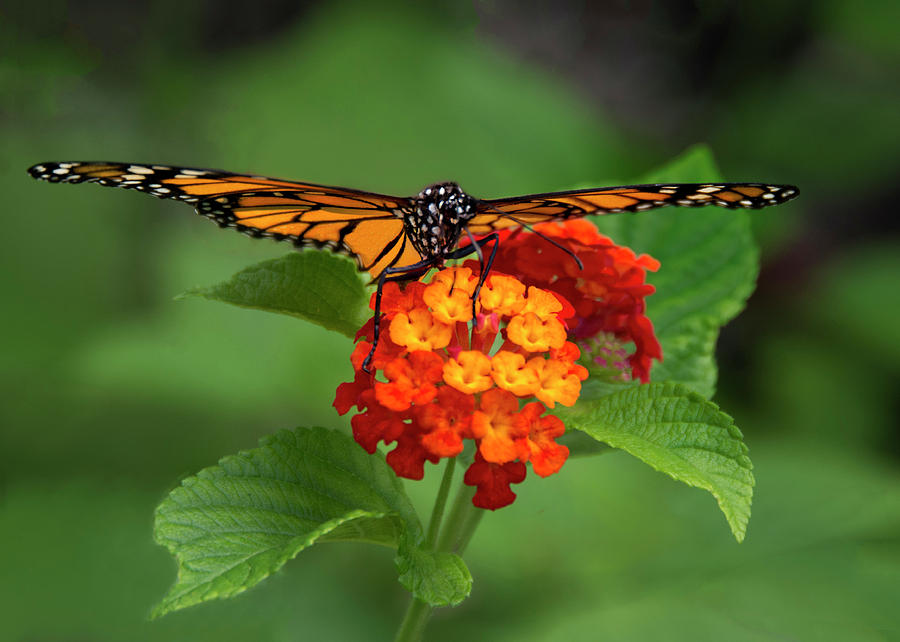 Monarch Butterfly on Lantana Flower Photograph by Mitch Spence