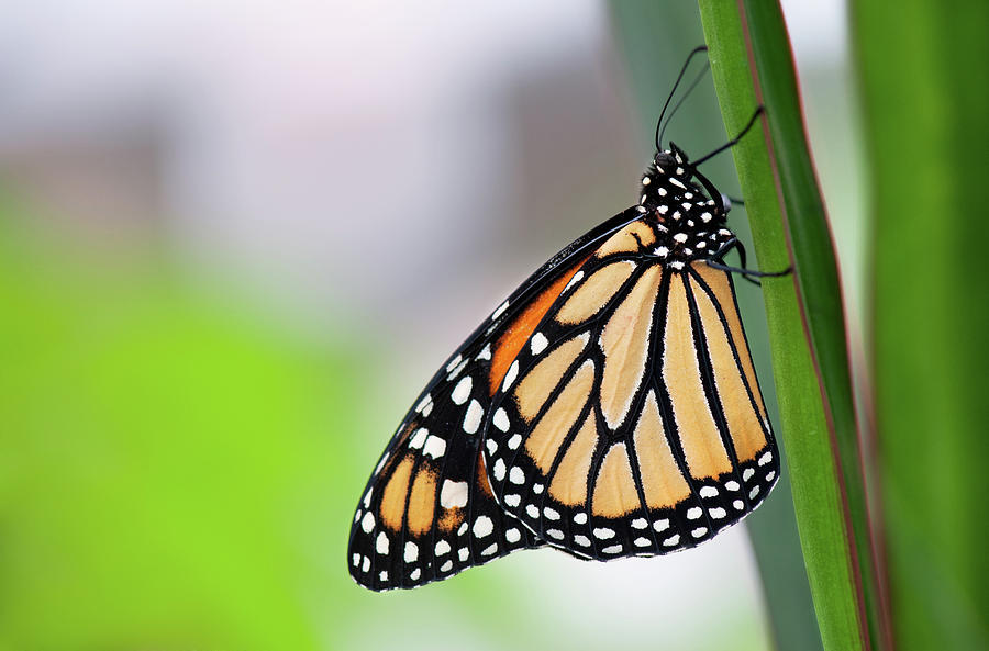 Monarch Butterfly On Leaf Photograph by Pndtphoto