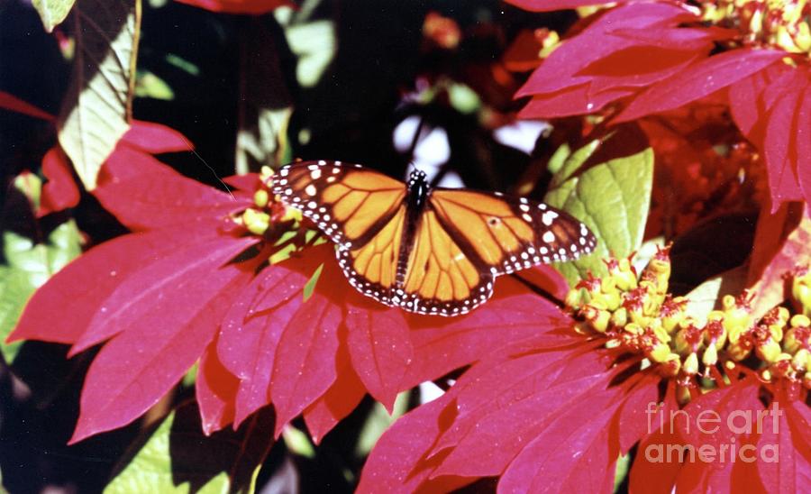 Poinsettia Photograph - Monarch Butterfly on Poinsetia by Phyllis Kaltenbach