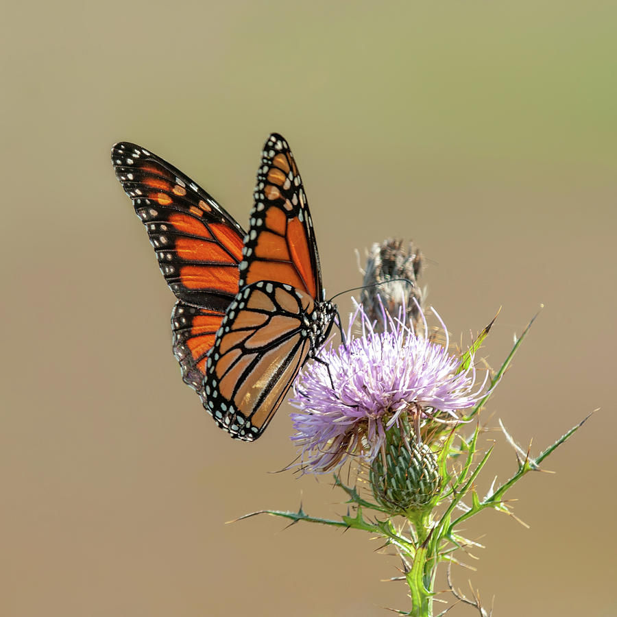 Monarch Butterfly on Thistle 3 Photograph by Lara Ellis