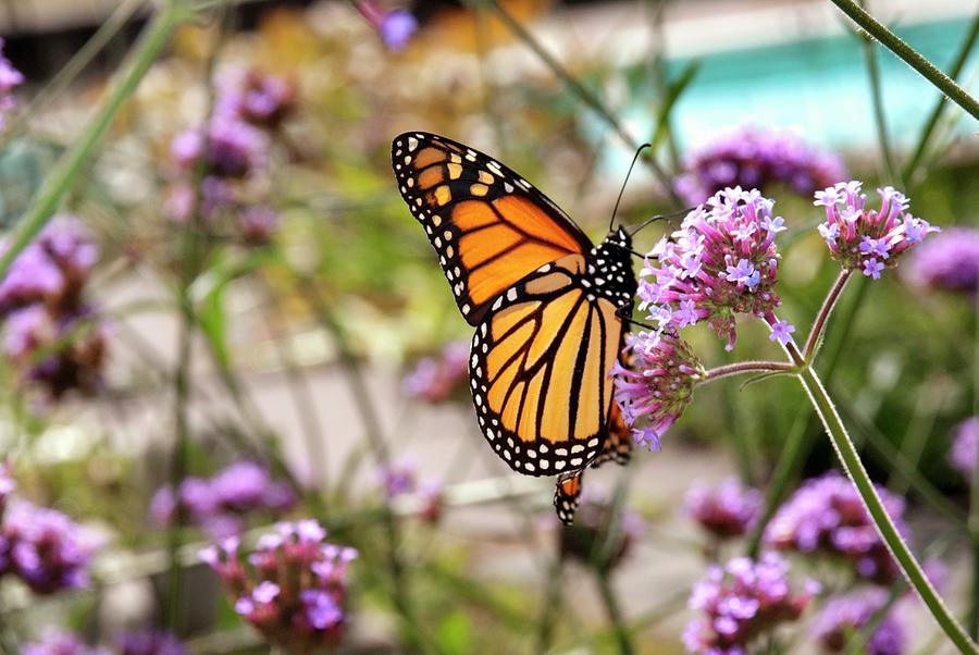 Monarch Butterfly On Verbena Flower Photograph by Ellen Lieberman
