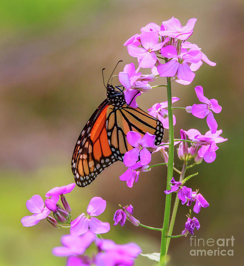 Monarch butterfly on wild flower Photograph by Joseph Miko